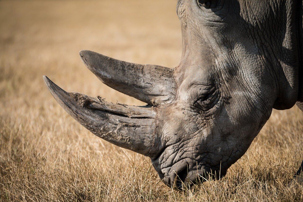 5 Fantastic Ethical Wedding Gift Ideas You Should Consider 3 rhinoceros